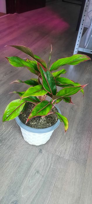 .фикусы юкка шефлера