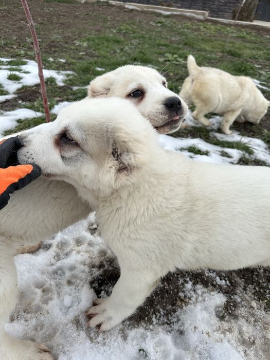 Продажа щенки Алабай(САО)