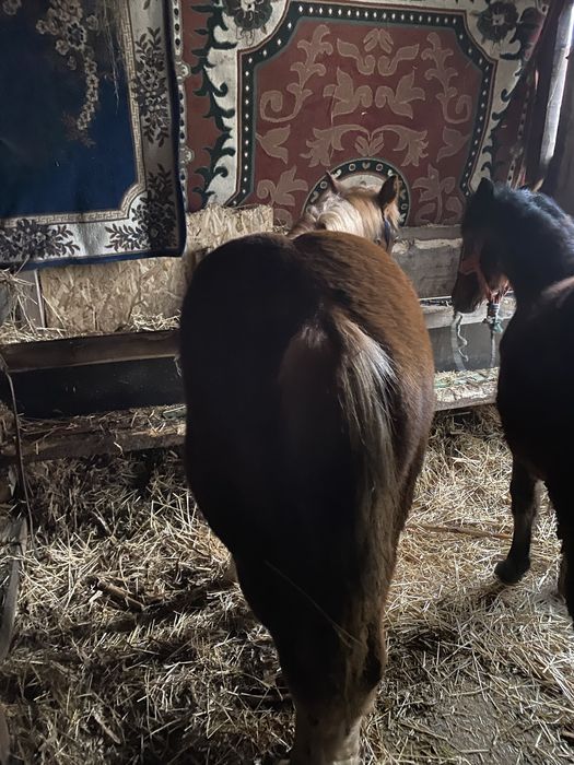 Manz si o manza de 6-7 luni