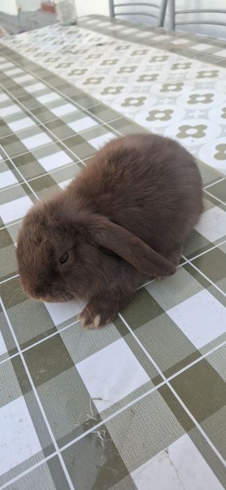 Karlik Gavanna 3oyli sames 280ming kelishiladi