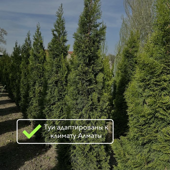 Туя западная Смарагд