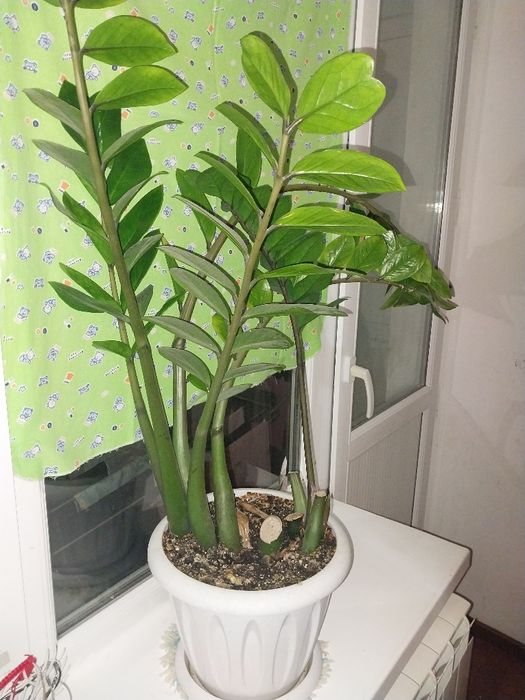 Комнатные растения