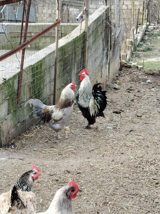 Cocoși australop și cocoși de țară