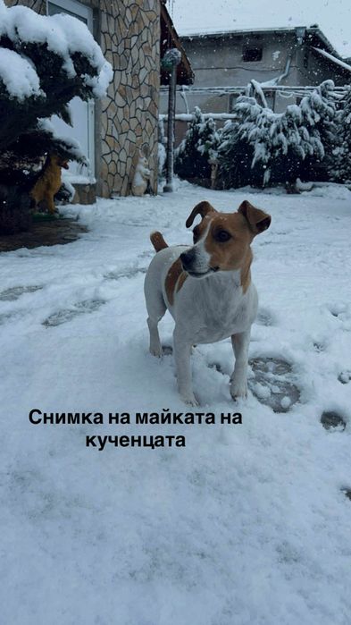 Джак ръсел/Пинчер