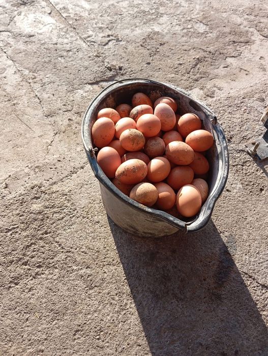 Кокошки носачки перфектни