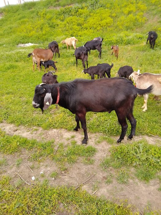 Doua căprițe si un țap