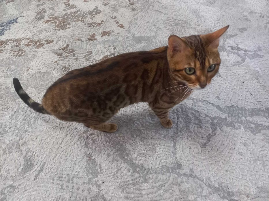 Bengal mushuk sotiladi