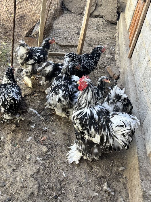 Продам мраморного кохинхина