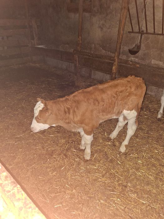 Vand viței și vitele