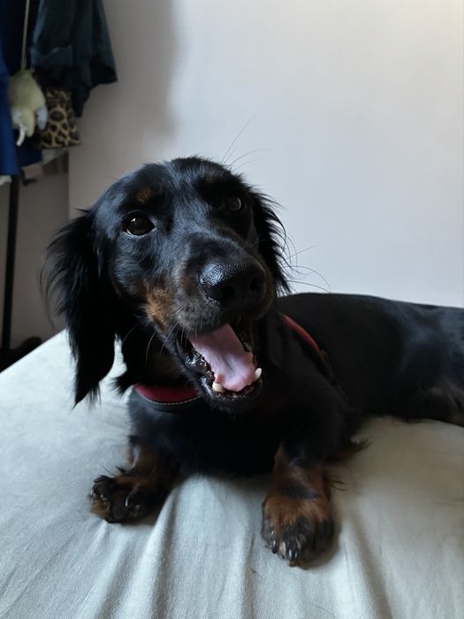 Pet sitting/Pet boarding