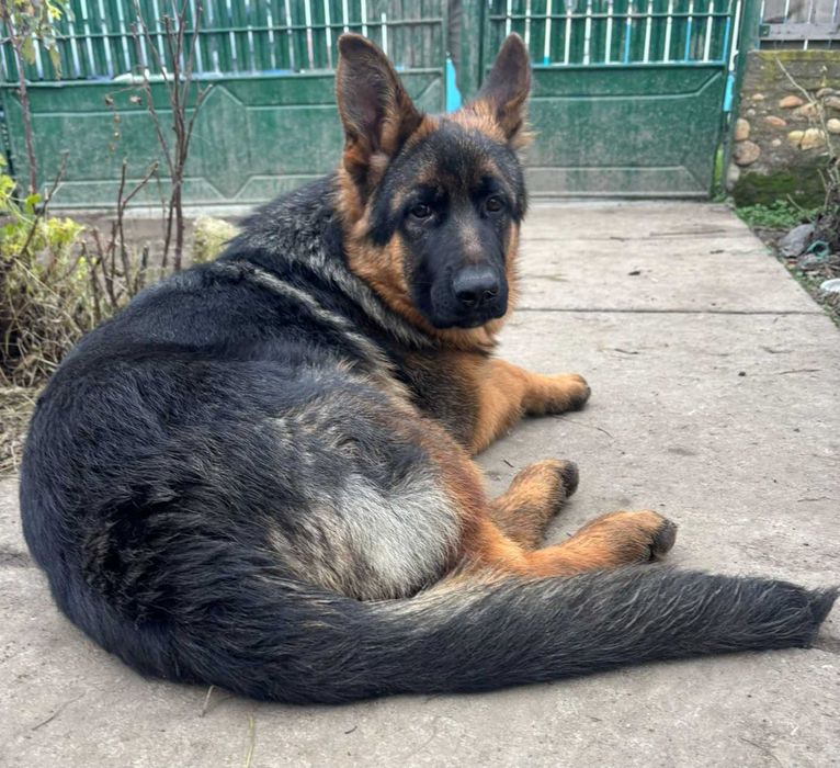 Pui Ciobanesc German Cu Pedigree