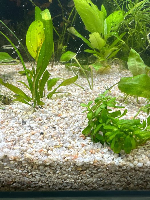 Грунт на Аквариум кварц 2 малочний белый