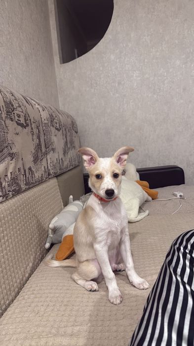 Отдам щенка только в добрые руки