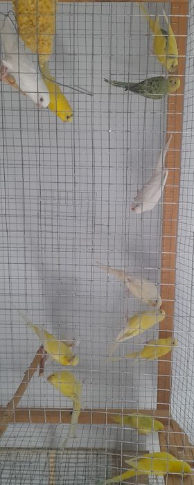 Папугай волнистый оптим сотилади