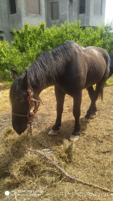 Ot sotiladi jizzaxda