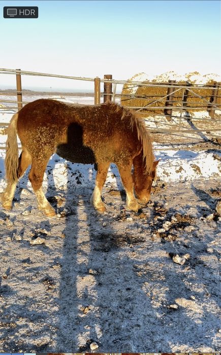 Продам жеребца .