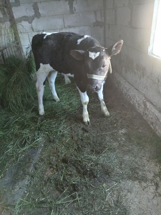 Vând vaca cu vițel