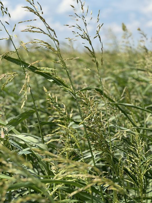 Продам семена суданки 1 РС