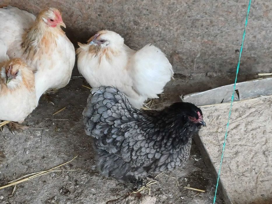 vand gaini si cocosi cochinchina pitic 2025