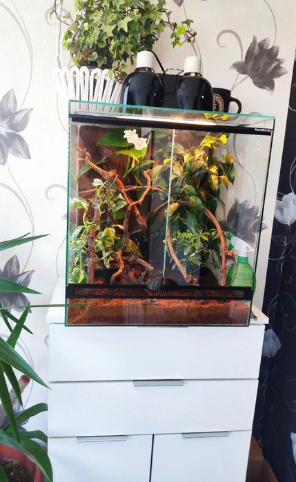 Terrariu pentru soparle