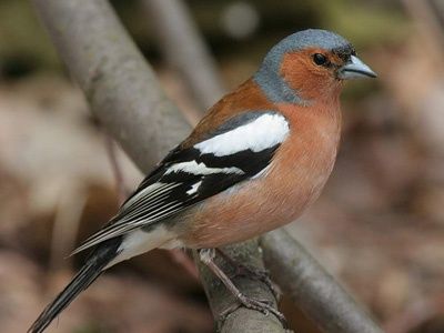 Певчие птицы  продам