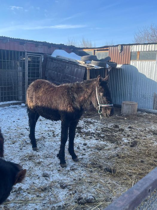 Продам жеребца 8 месецев