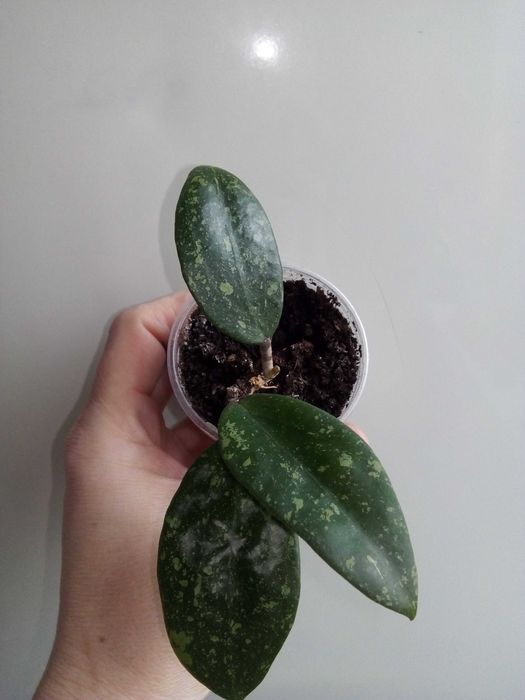 Хойи, восковой цветок