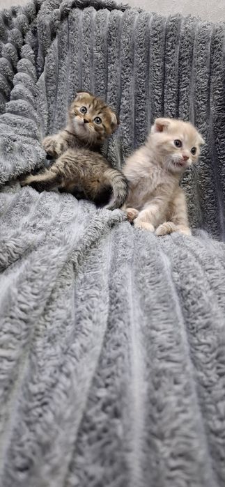 Шотландские девочки котята