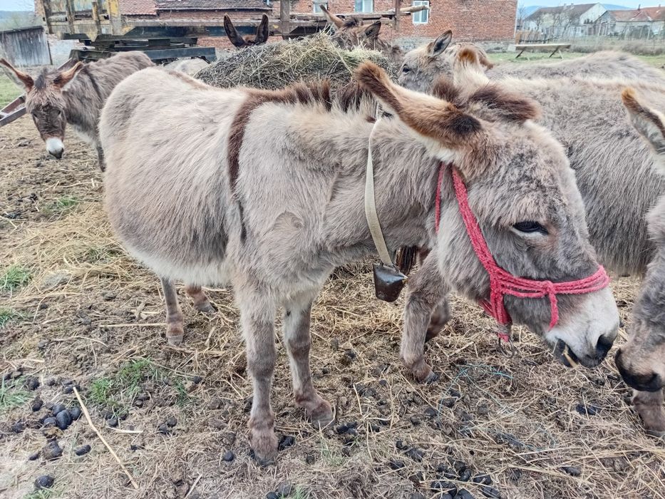 Vand magar armăsar