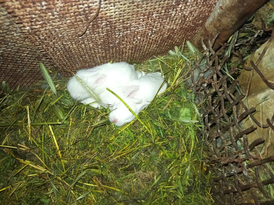 Vând iepuri cat mai urgent!!