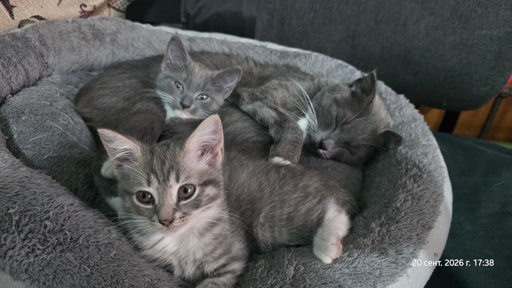 Отдам котят девочки