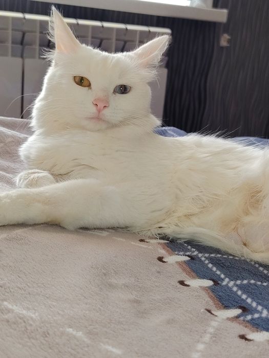 Mushuk sotiladi Turetskiy angora