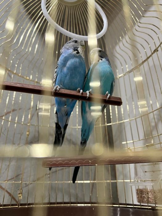 Волнистый попугай, Пара