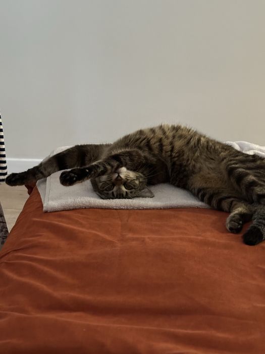 Отдадим кота в хорошие руки