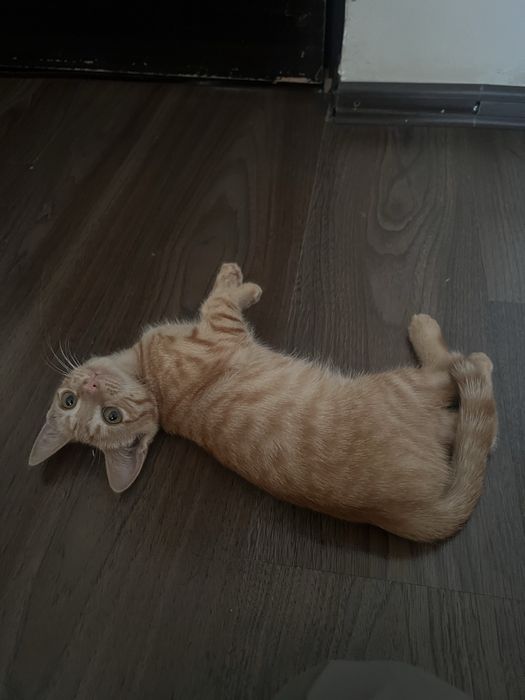 Рыжий котёнок [Даром]