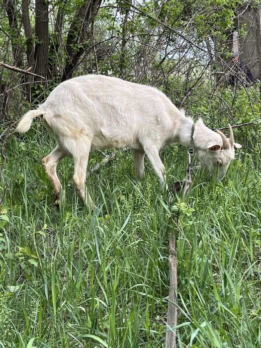 Продам козы домашняя