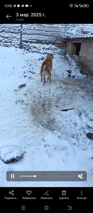 Продам собаку срочно