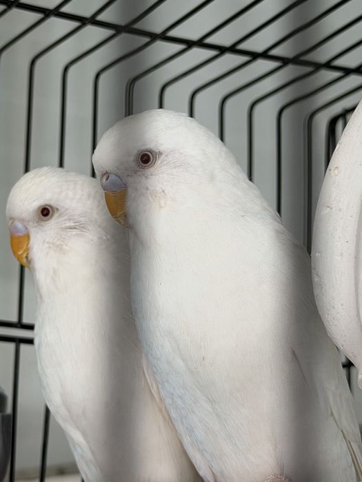 Papugay Vallnistiy sotiladi 3 ta bor