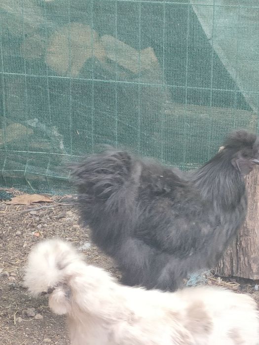 Cocosi si gaina mătase japoneză si sebrightht