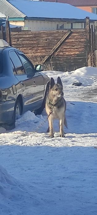 Нететскии опчарка