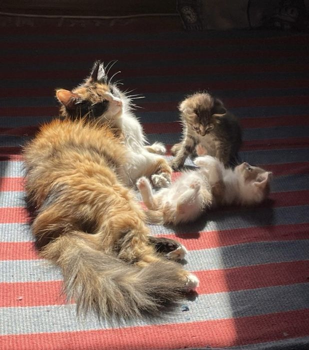Отдам котят в добрые руки