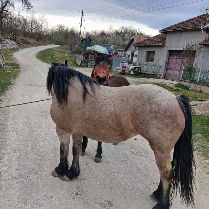 Vând iapa și mânză