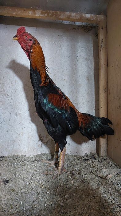 Бойцовский петух. Дакан