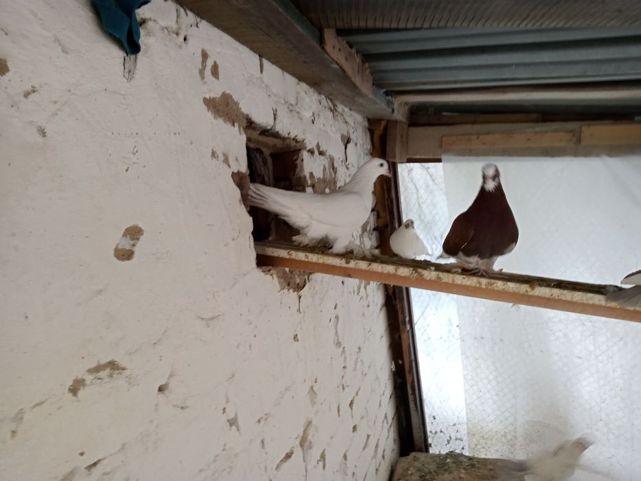 Продам голубей или обмен