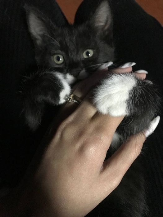 Черненькая кошечка