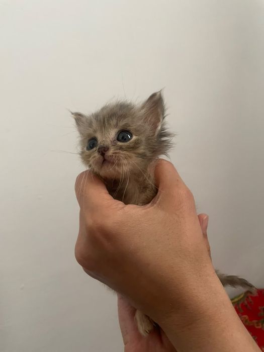 Котята (все мальчики)
​Те