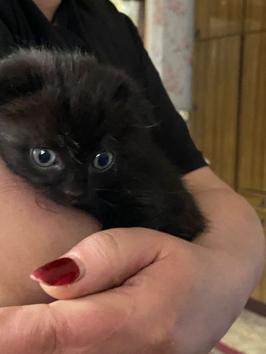 Веслоухие котята