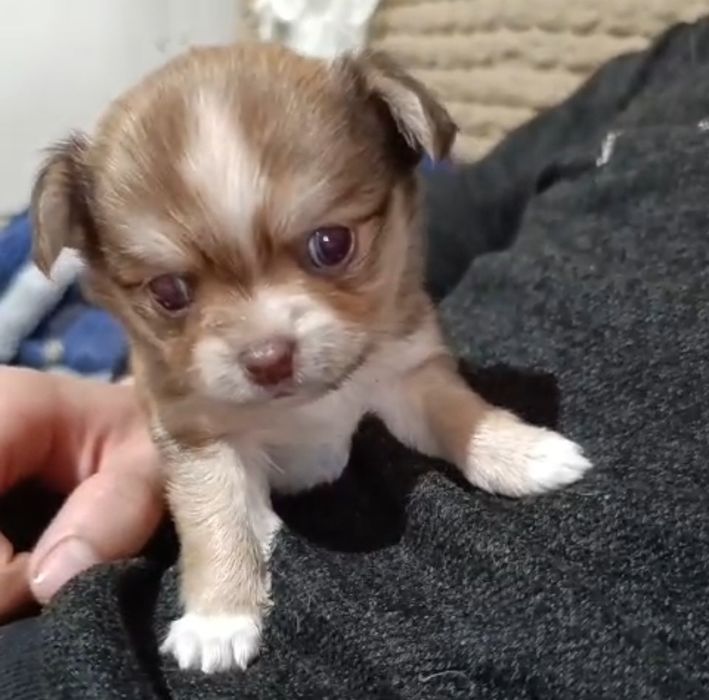 Кобель для вязки