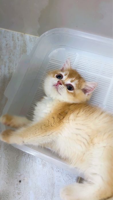 2ойли угил бола соглом