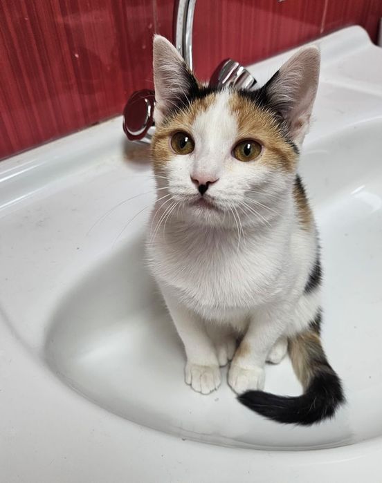 Adoptie pisica maffin 5 luni vaccinata